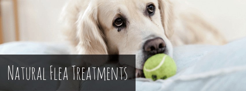 Natural Flea Treatments