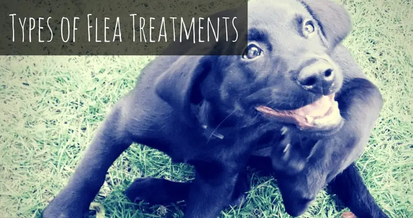 Types of Flea Treatments