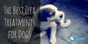 Best Flea Treatments for Dogs