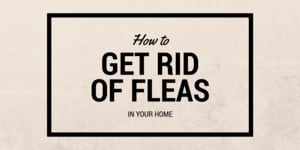 How to get rid of fleas in your home