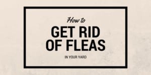 How to get rid of fleas in your yard