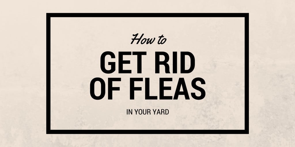 How to get rid of fleas in your yard