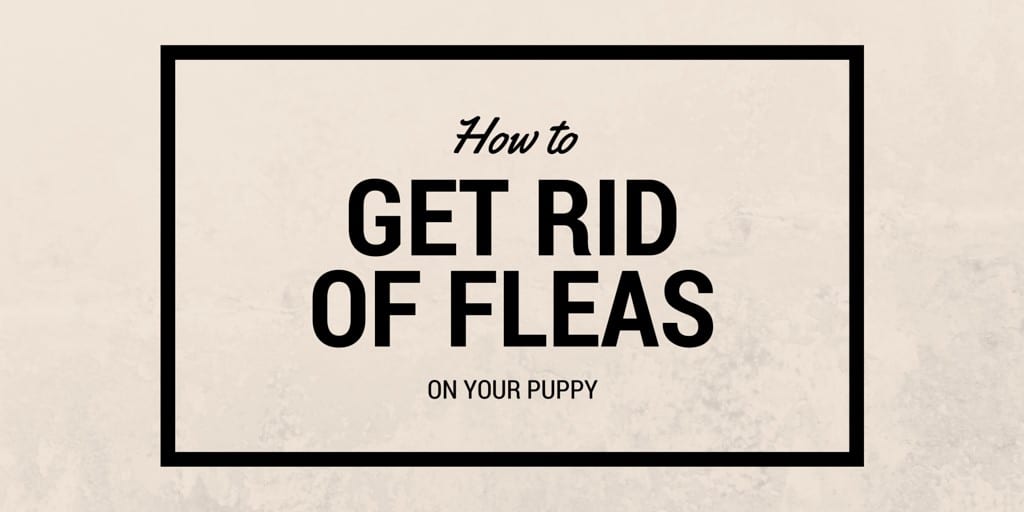 How to get rid of fleas on your puppy