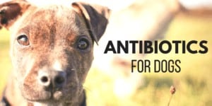 Antibiotics for dogs