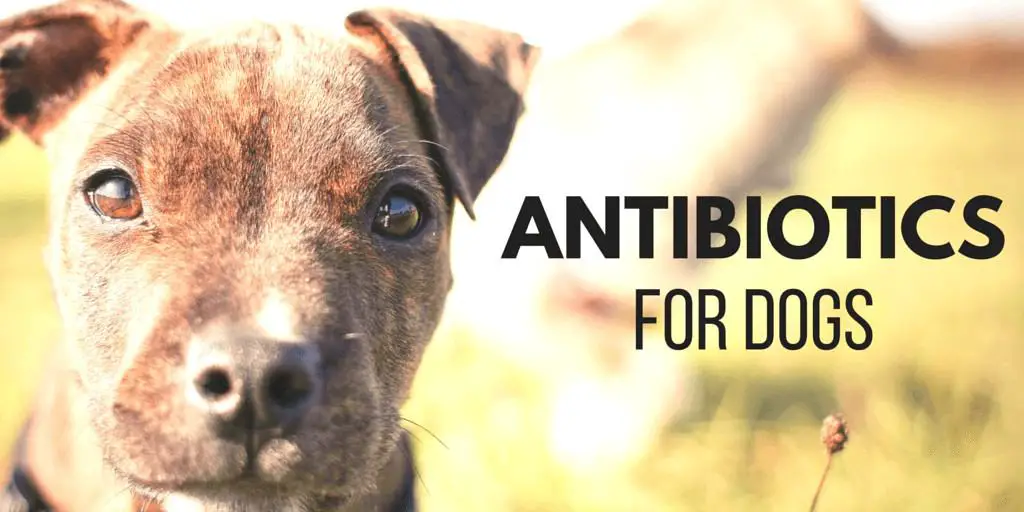 Antibiotics for dogs