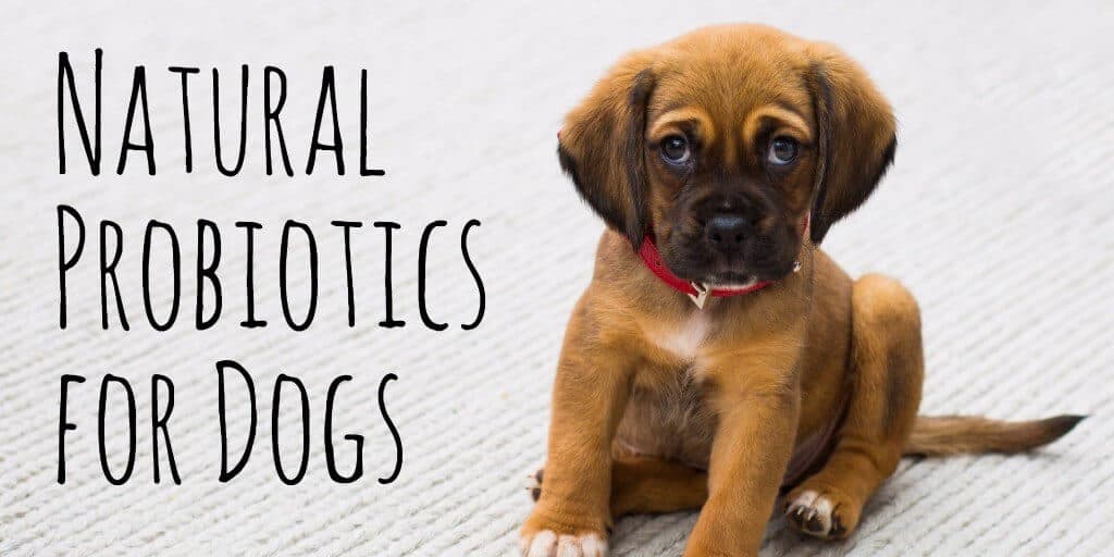 Natural Probiotics for Dogs