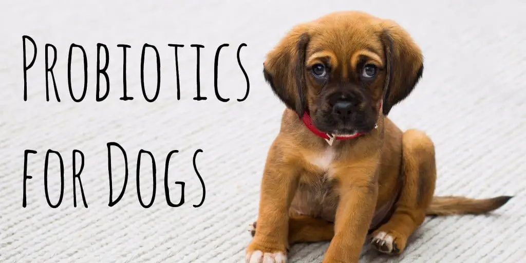 Probiotics for dogs