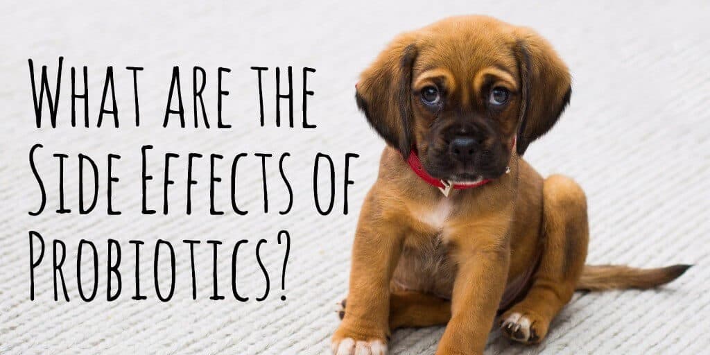 What are the Side Effects of Probiotics in Dogs