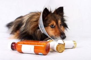 dog antibiotics