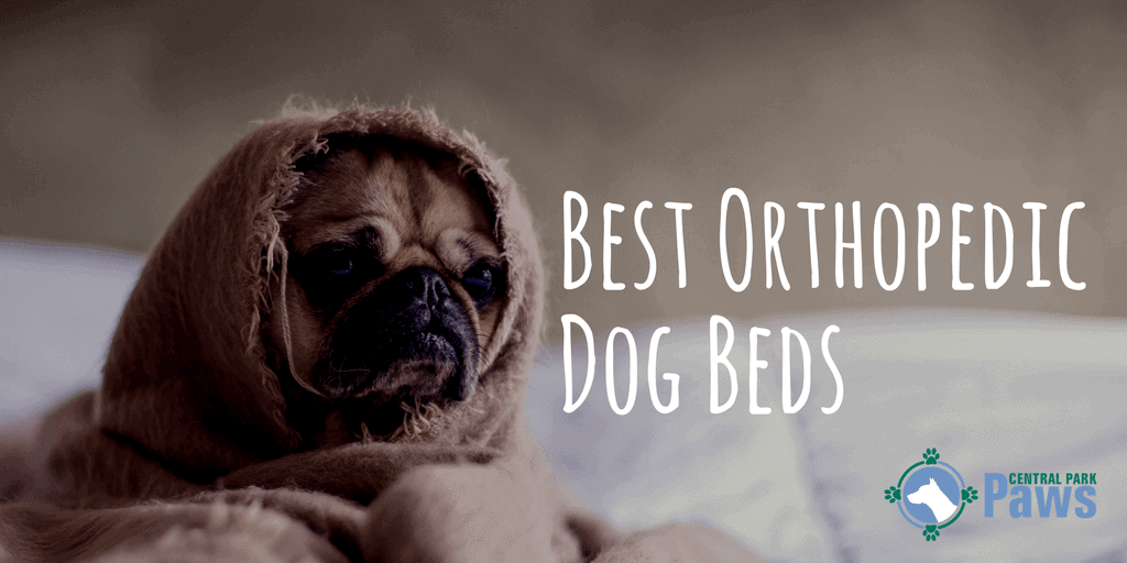 Best Orthopedic Dog Beds