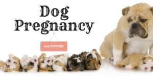 How Long Do Dogs Stay Pregnant-