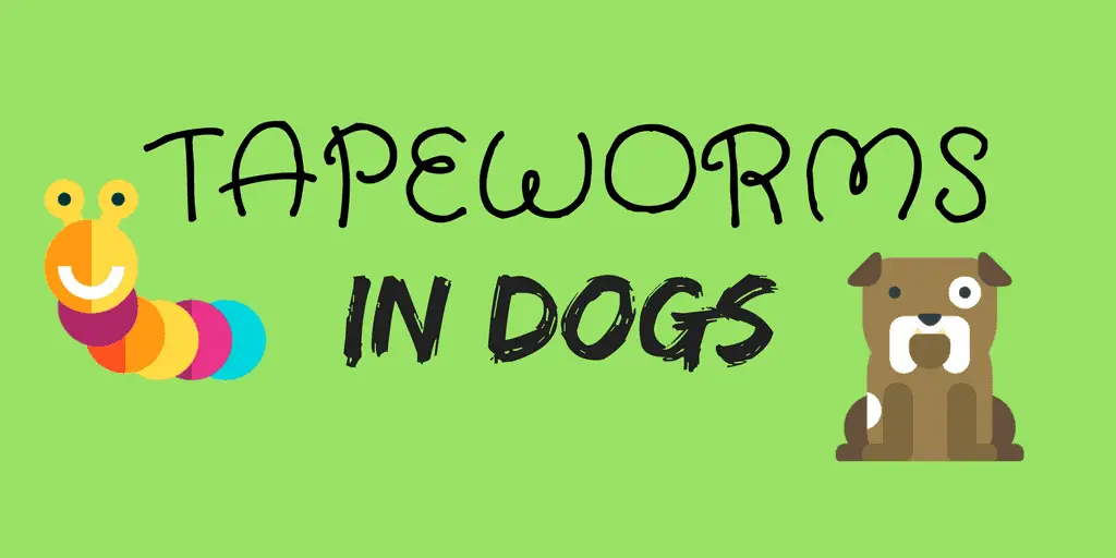 How to get rid of tapeworms in dogs