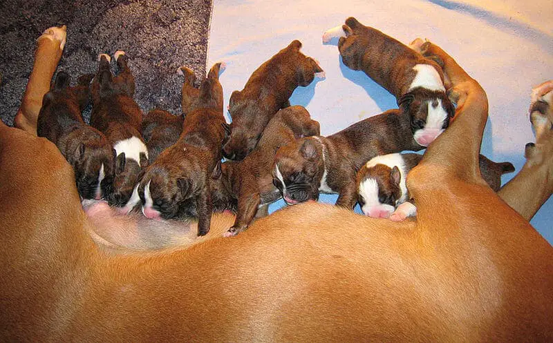 New puppies nursing