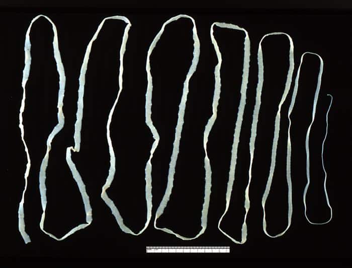 Tapeworms in dogs