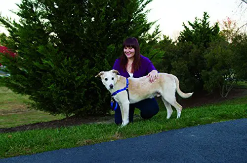Easy Walk Harness to leash train a dog