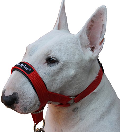 how to leash train a dog with a head halter harness