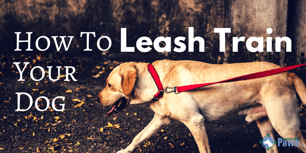 How To leash train your dog