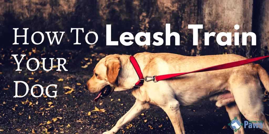 train dog to stop pulling on leash