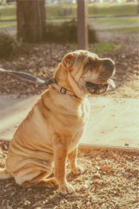 Leash training for canines