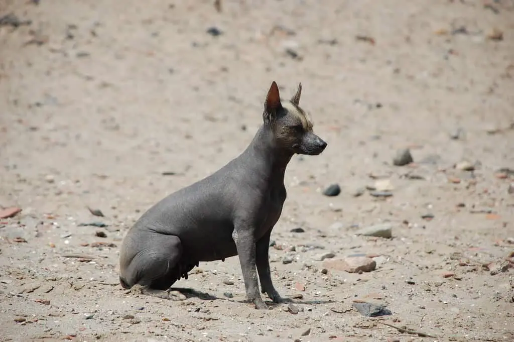 American Hairless Terrier