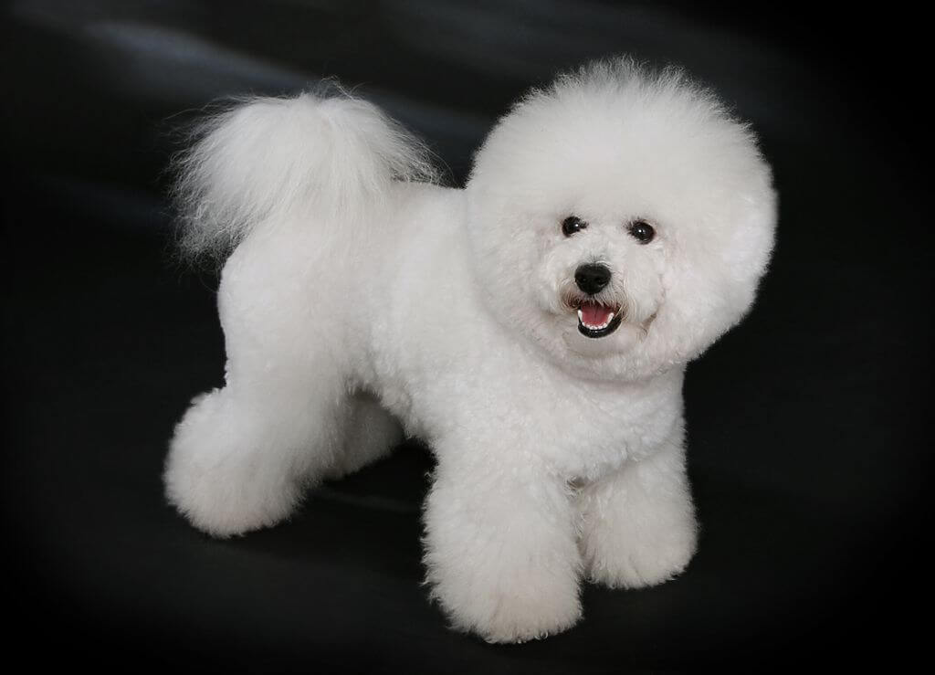 Bichon Frise Non Shedding Dog