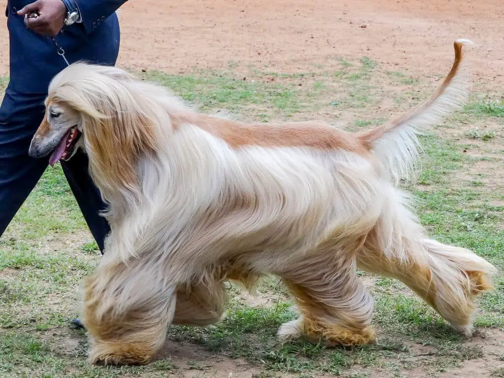 Hypoallergenic Dogs - Afghan Hound