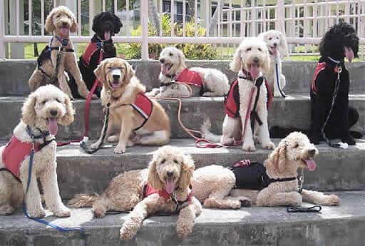 Labradoodle Assistance_Dogs