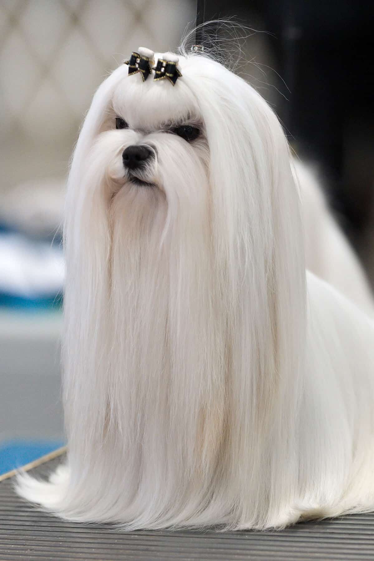 Maltese long hair