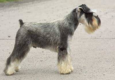 Miniature Schnauzer doesn't shed