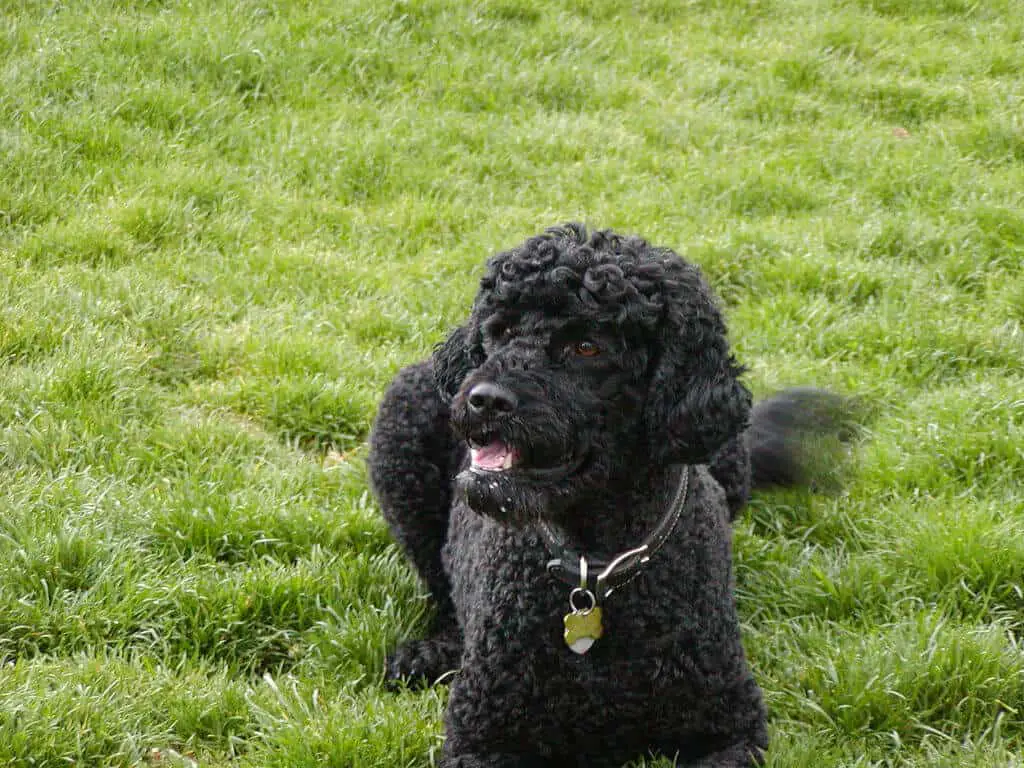 Portuguese Water Dog