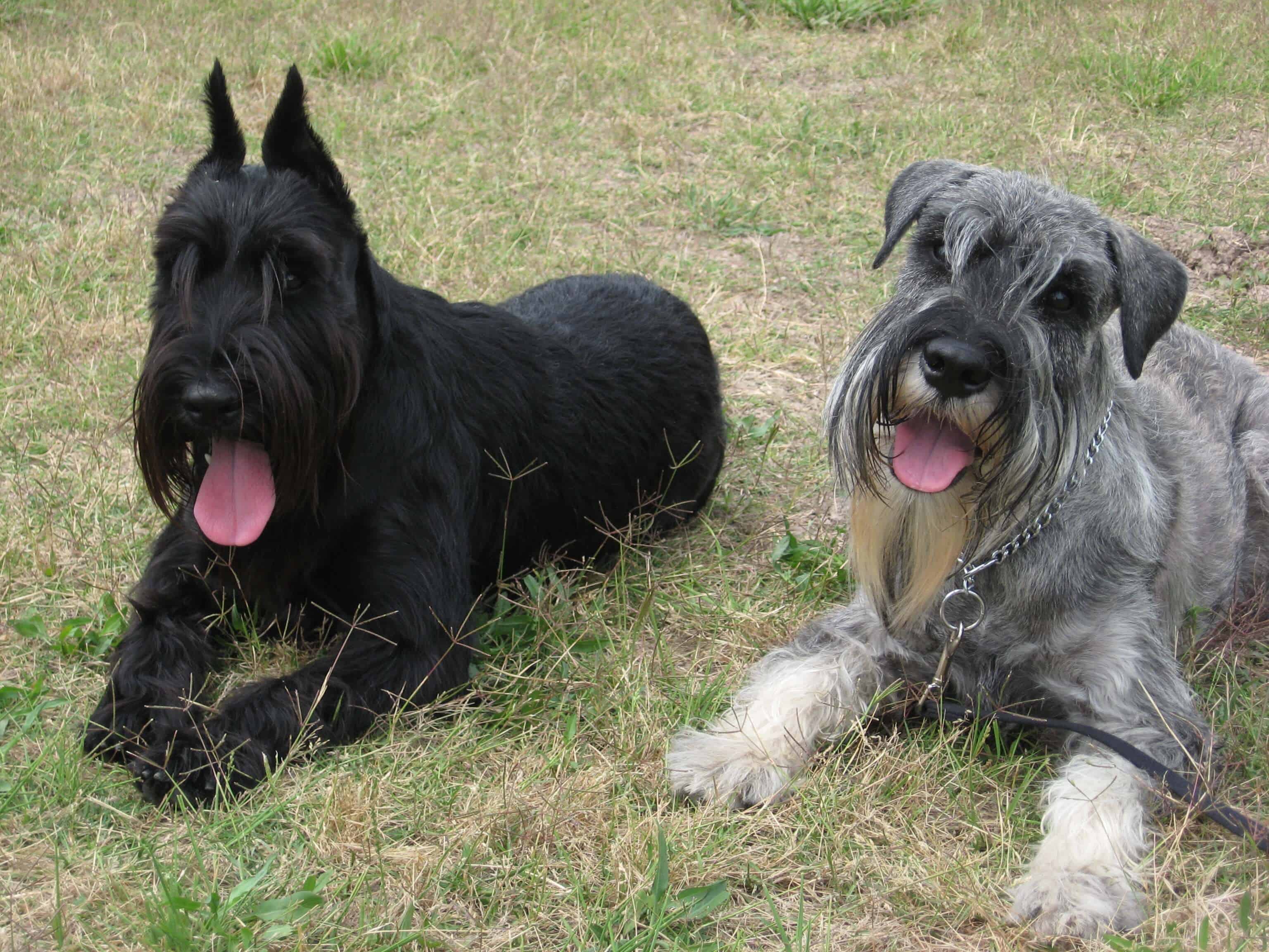 Standard Schnauzer