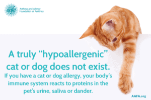 hypoallergenic dogs dont exist