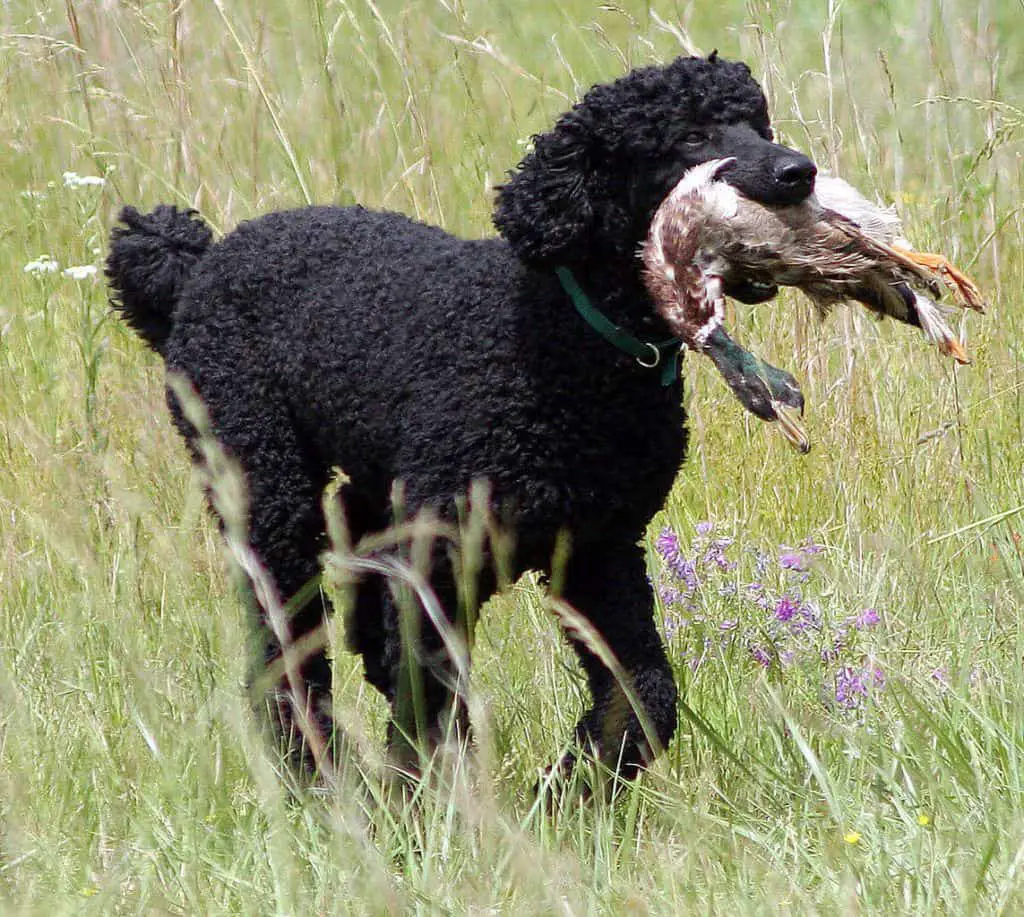 standard poodle has hair not fur