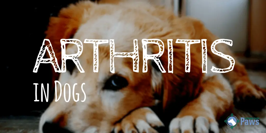 Arthritis in Dogs