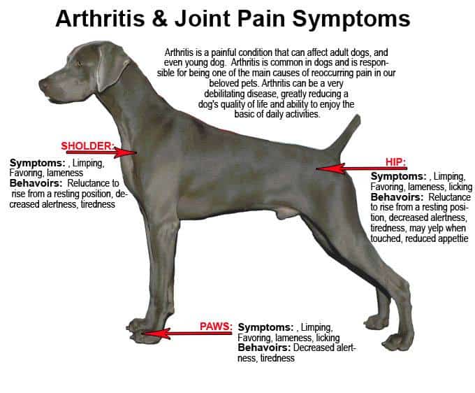 Symptoms of arthritis in dogs