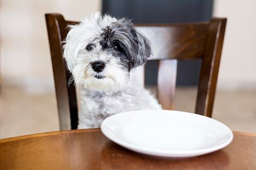 dog food recipes