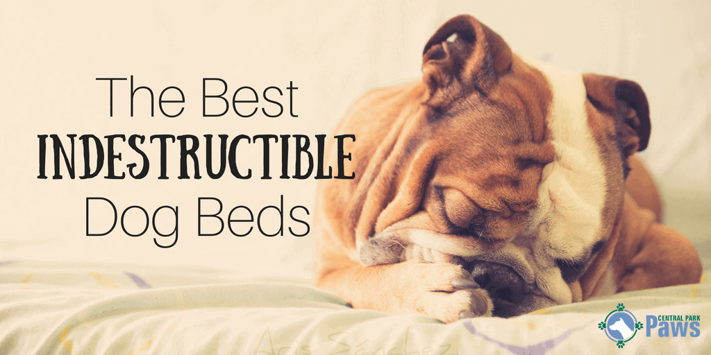 Best Indestructible Dog Beds