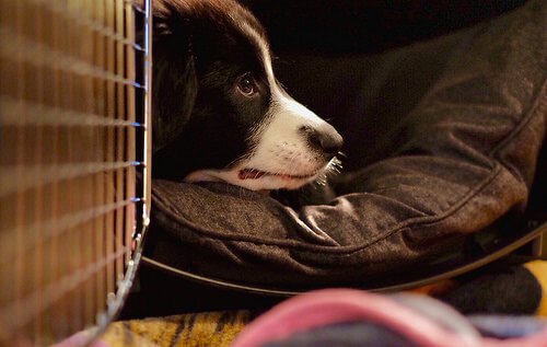 Crate training for puppy