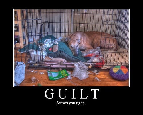 Dog chewing need crate training