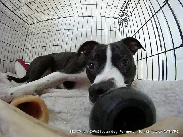 Dog with toys in crate