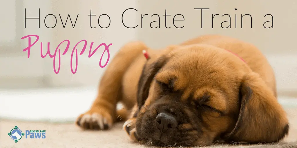 How to Crate Train a Puppy