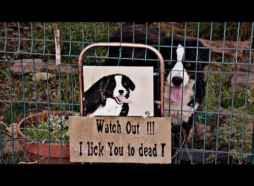 How to crate train a dog