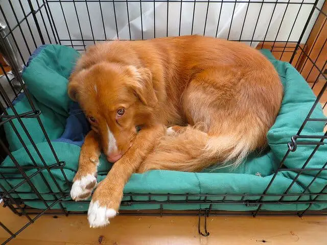 Is crate training good for dogs?