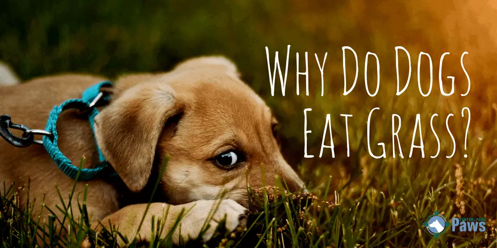 what does dog eating grass mean