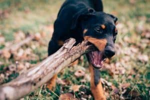 American Rawhide For Dogs Review American Rawhide For Dogs Review