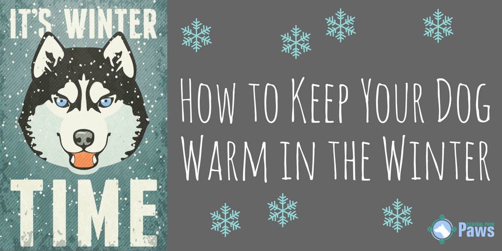 How to Keep Your Dog Warm in the Winter