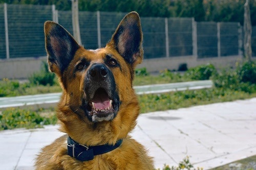 What are bully sticks made of?
