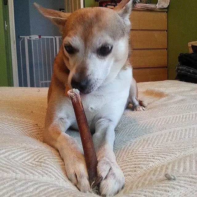 dog chewing on bully stick