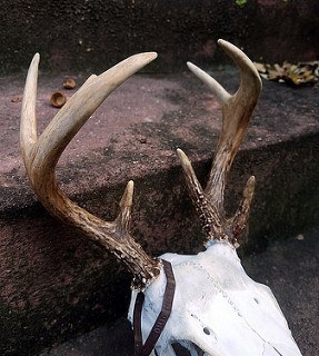 Deer antlers for chewing