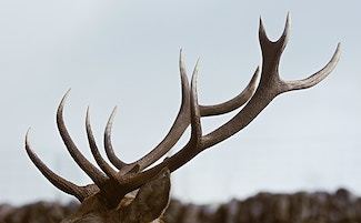 are antlers safe for dogs